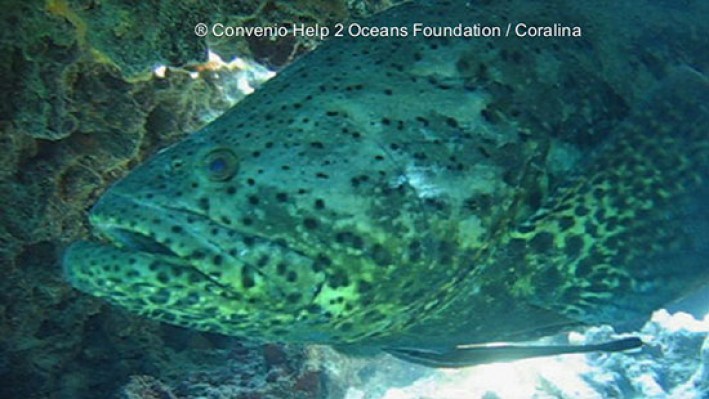 Groupers (36)_385